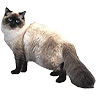 PHPBB cat-breeds : Ragdoll