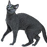 PHPBB cat-breeds : Russian Blue