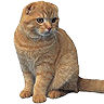 PHPBB cat-breeds : Scottish Fold