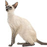 PHPBB cat-breeds : Siamese