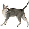 PHPBB cat-breeds : Singapura