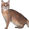 PHPBB cat-breeds : Somali