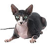 PHPBB cat-breeds : Sphynx