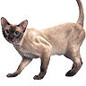 PHPBB cat-breeds : Tonkinese