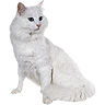 PHPBB cat-breeds : Turkish Angora