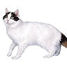 PHPBB cat-breeds : Turkish Van