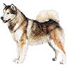 PHPBB dogs avatars 1-2005.01.03 : Alaskan Malamute