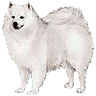 PHPBB dogs avatars 1-2005.01.03 : American Eskimo Dog