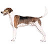 PHPBB dogs avatars 1-2005.01.03 : American Foxhound