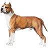 PHPBB dogs avatars 1-2005.01.03 : American Staffordshire Terrier