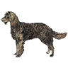 PHPBB dogs avatars 1-2005.01.03 : American Water Spaniel