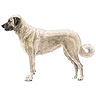 PHPBB dogs avatars 1-2005.01.03 : Anatolian Shepherd Dog