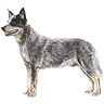 PHPBB dogs avatars 1-2005.01.03 : Australian Cattle Dog