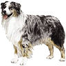 PHPBB dogs avatars 1-2005.01.03 : Australian Shepherd