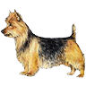 PHPBB dogs avatars 1-2005.01.03 : Australian Terrier