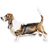 PHPBB dogs avatars 1-2005.01.03 : Basset Hound