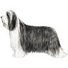 PHPBB dogs avatars 1-2005.01.03 : Bearded Collie