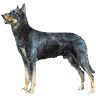 PHPBB dogs avatars 1-2005.01.03 : Beauceron