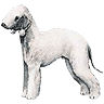 PHPBB dogs avatars 1-2005.01.03 : Bedington Terrier