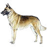 PHPBB dogs avatars 1-2005.01.03 : Belgian Malinois