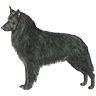 PHPBB dogs avatars 1-2005.01.03 : Belgian Sheepdog