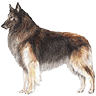 PHPBB dogs avatars 1-2005.01.03 : Belgian Tervuren