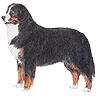 PHPBB dogs avatars 1-2005.01.03 : Bernese Mountain Dog