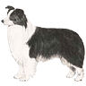 PHPBB dogs avatars 1-2005.01.03 : Border Collie