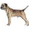 PHPBB dogs avatars 1-2005.01.03 : Border Terrier