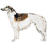 PHPBB dogs avatars 1-2005.01.03 : Borzoi