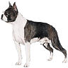 PHPBB dogs avatars 1-2005.01.03 : Boston Terrier