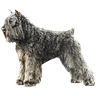 PHPBB dogs avatars 1-2005.01.03 : Bouvier des Flandres