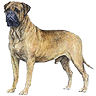 PHPBB dogs avatars 1-2005.01.03 : Bullmastiff