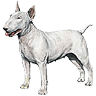 PHPBB dogs avatars 1-2005.01.03 : Bull Terrier