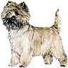 PHPBB dogs avatars 1-2005.01.03 : Cairn Terrier