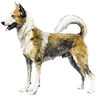 PHPBB dogs avatars 2-2005.01.03 : Canaan Dog