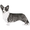 PHPBB dogs avatars 2-2005.01.03 : Cardigan Welsh Corgi