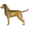 PHPBB dogs avatars 2-2005.01.03 : Chesapeake Bay Retriever