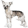 PHPBB dogs avatars 2-2005.01.03 : Chinese Crested