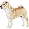 PHPBB dogs avatars 2-2005.01.03 : Chinese Shar-Pei