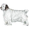 PHPBB dogs avatars 2-2005.01.03 : Clumber Spaniel