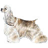 PHPBB dogs avatars 2-2005.01.03 : Cocker Spaniel