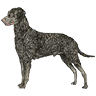 PHPBB dogs avatars 2-2005.01.03 : Curly-Coated Retriever