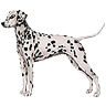 PHPBB dogs avatars 2-2005.01.03 : Dalmation