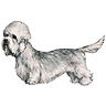 PHPBB dogs avatars 2-2005.01.03 : Dandie Dinmont Terrier