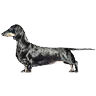 PHPBB dogs avatars 2-2005.01.03 : Daschund