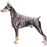 PHPBB dogs avatars 2-2005.01.03 : Doberman Pinscher