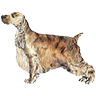 PHPBB dogs avatars 2-2005.01.03 : English Cocker Spaniel