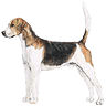 PHPBB dogs avatars 2-2005.01.03 : English Foxhound