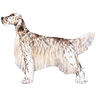 PHPBB dogs avatars 2-2005.01.03 : English Setter